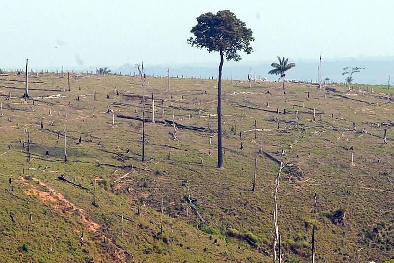 Por conta de técnicas diversas de recuperação de plantas e do monitoramento, quase um milhão de hectares da Mata Atlântica foram regenerados
