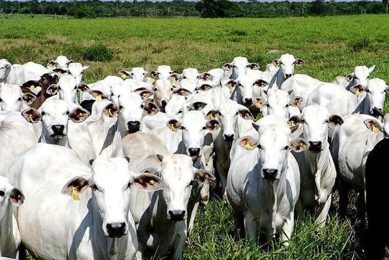 Como o consumo no Brasil afeta o desmatamento da Amazônia