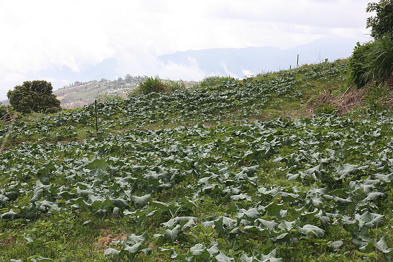 Plantação de hortaliças orgânicas no conselho comunal Hugo Chávez Frías, na paróquia de Junquito, zona periurbana de Caracas