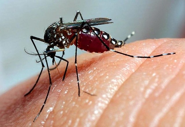 Brasil está entre os países mais atingidos pela dengue