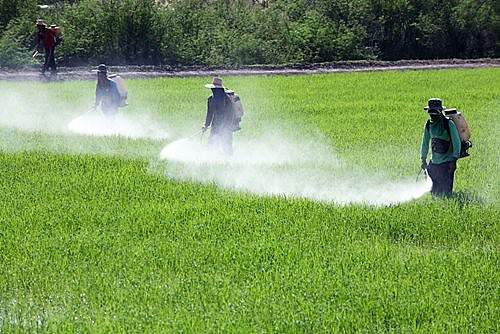Em 2016, o uso de agrotóxico no Piauí foi o equivalente a mais de três quilos por habitante