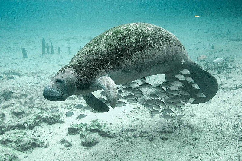 O peixe-boi, que não é peixe e sim um mamífero, é conhecido aqui também pelo nome de manati