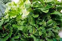 Apenas no Distrito Federal, no primeiro trimestre de 2017, 4.366 medicamentos extraídos de plantas foram fabricados