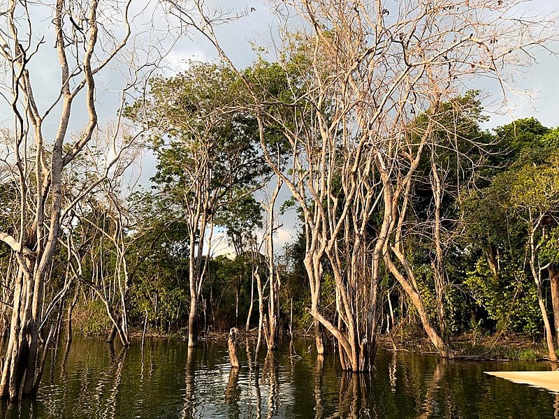 Igapó da Volta Grande: regiões amazônicas permanecem alagadas mesmo na estiagem dos rios