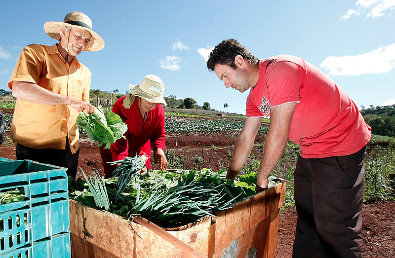 Trabalhadores rurais colhem verduras
