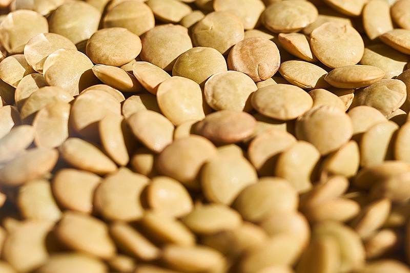 Lentilha é fonte de proteína, cálcio e ácido fólico
