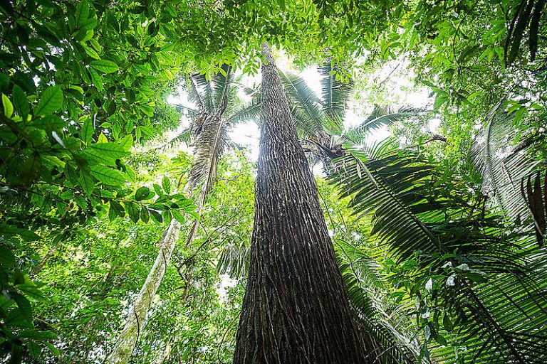 Lucro para desmatar, lucro para reflorestar: a Amazônia no mercado de carbono