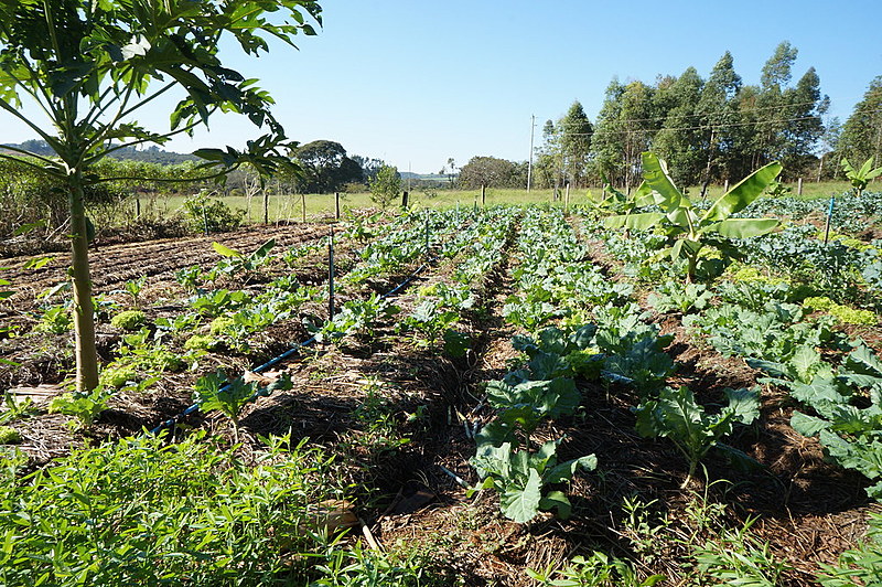 Cestas são produzidas e comercializadas por agricultores familiares que fazem parte do MST