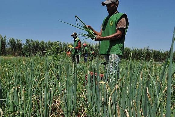 Quase 2.800 famílias são cadastradas no Ministério da Agricultura, Pecuária e Abastecimento e entregam comida agroecológica e orgânica ao PNAE