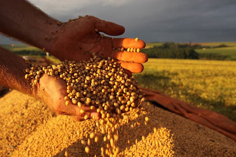 Brasil pode ter recorde na safra de grãos, mas área plantada de feijão e arroz diminuiu