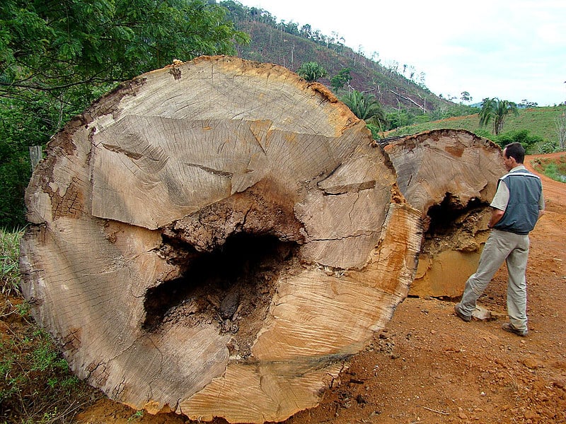 Para o pesquisador, as soluções apresentadas pela literatura para resolver a questão amazônica não têm como existir na prática.