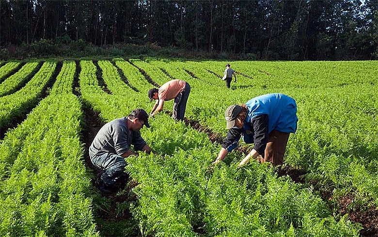 Equilíbrio financeiro e populacional das cidades depende de boas políticas para a população do campo