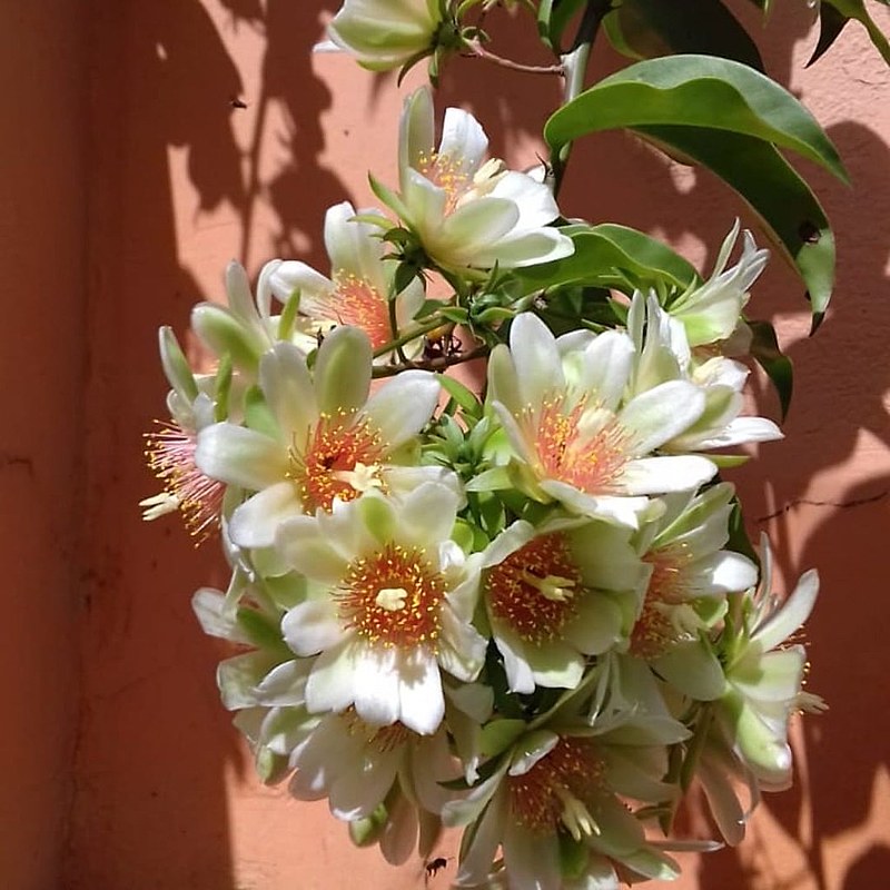 O cultivo da ora-pro-nóbis é feita por meio da muda da planta, basta cortar um pedaço, espetá-lo na terra e regar