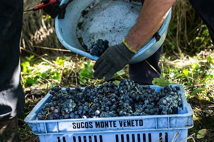 A uva agroecológica é a menina dos olhos da cooperativa Monte Vêneto, na Serra Gaúcha