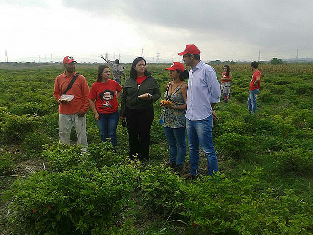 UPSA Caquetios grows six hectares of guanape seed corn and plays a vital role in providing access to native seeds