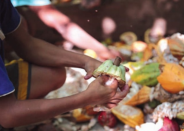 Cerca de 8 mil crianças brasileiras trabalham na produção de cacau, principalmente na retirada de sementes para fabricação do chocolate