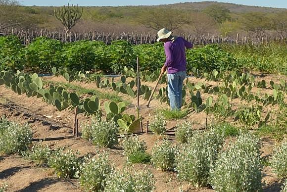 Além da MP 759, a 756 e 758 visam beneficiar o mercado de terras, especialmente a expansão das fronteiras agrícolas