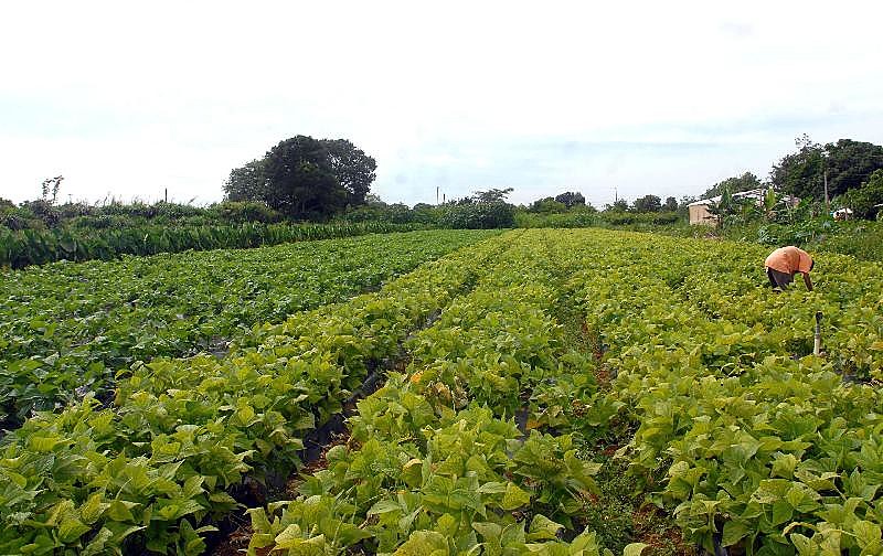 Grande parte da mão de obra paga no campo está nas propriedades até 50 hectares