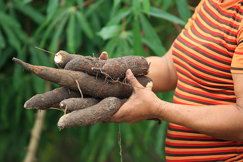 A mandioca é um alimento de influência indígena presente no prato do brasileiro.
