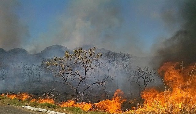 "A reação mundial à devastação da floresta amazônica colocou o governo Bolsonaro em uma situação política defensiva"