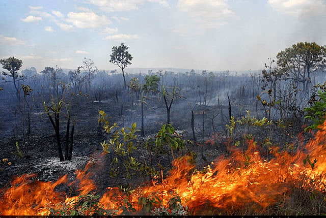 Entre os dias 1º e 9 de setembro, foram registrados 7.304 focos de incêndio no cerrado