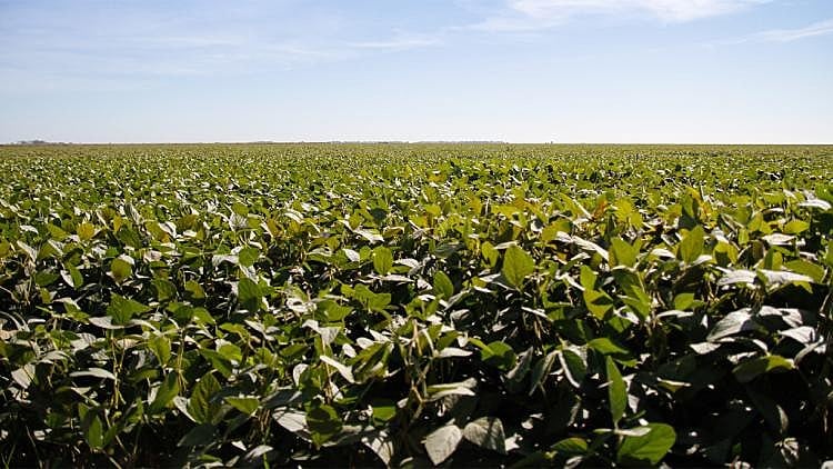 A Argentina possui 23,6 milhões de hectares cultivados com transgênicos, o Brasil, 30 milhões de hectares e o campeão é os EUA, 75 milhões