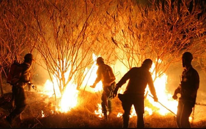 Bombeiros em ação de combate a incêndio na mata