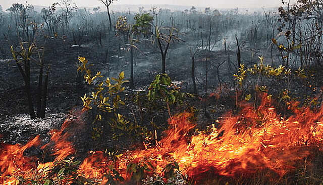 Con la llegada del llamado “verano amazónico”, la selva se queda más susceptible a incendios