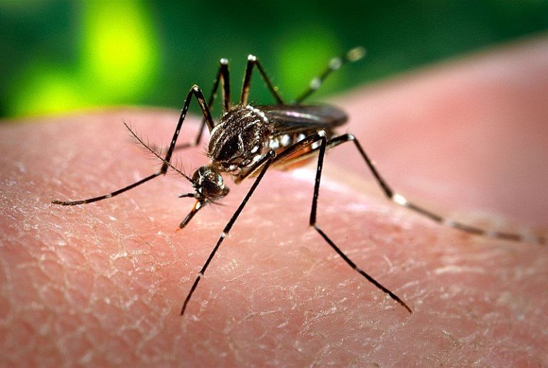São Paulo confirma oitava morte por febre amarela em 2025