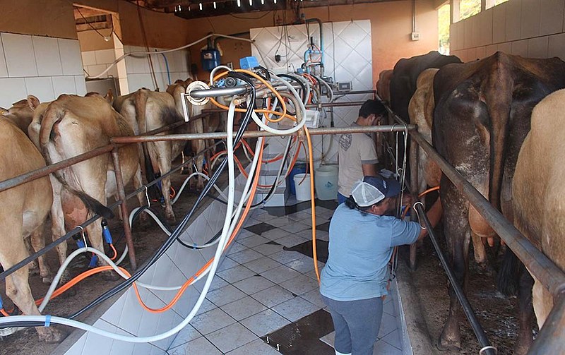 Ao lado de Santa Catarina e o Rio Grande do Sul, o Paraná está entre os maiores produtores de leite do Brasil