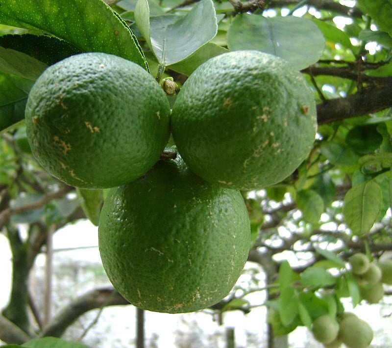 A nutricionista Carla Caratin explica que a melhor maneira de consumir o limão é in natura, logo após partir.