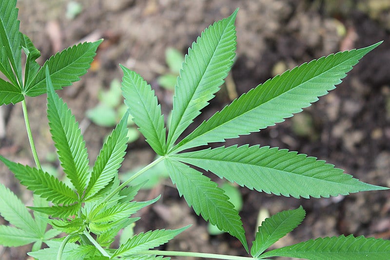 Sabe-se que a maconha afeta a memória de curto prazo