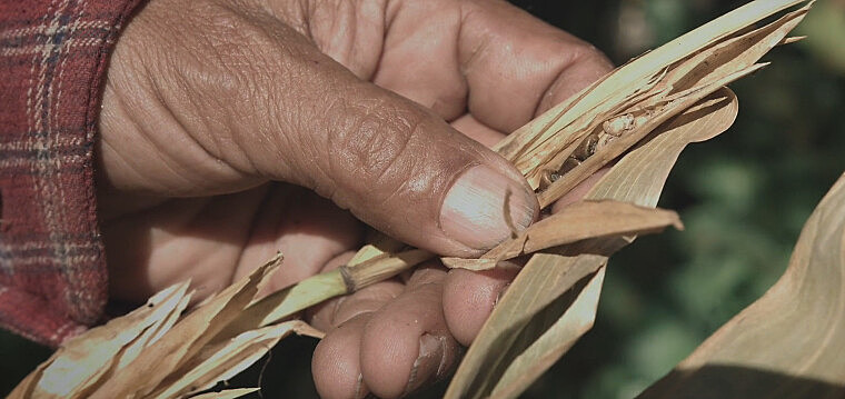 Imagem do documentário Sementes: Bem Comum ou Propriedade Privada?, produzido por coletivos de oito países