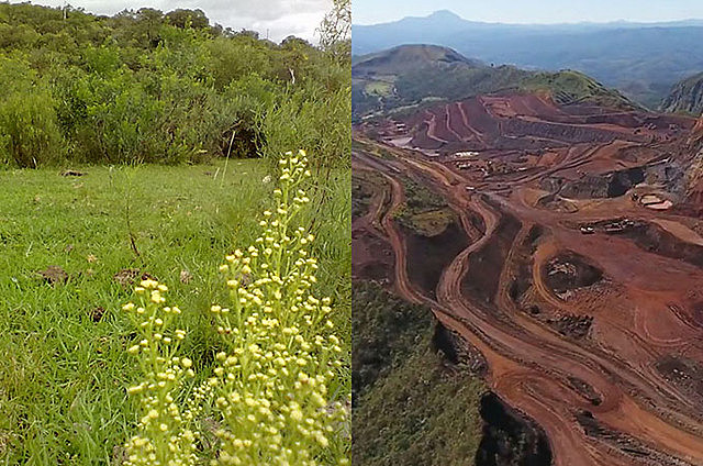 Mineração avança sobre agricultura orgânica no RS