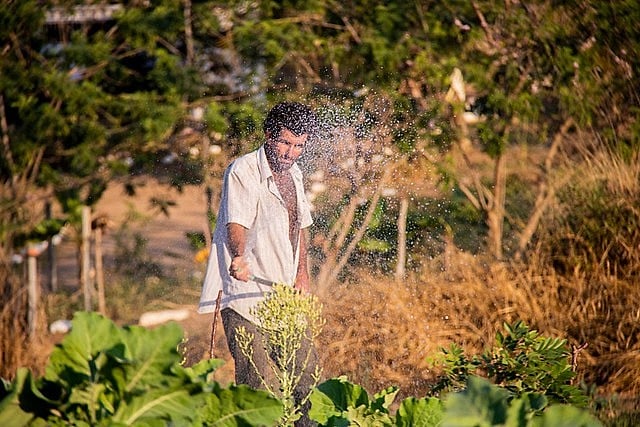 Aipim, batata-doce, hortaliças e fitoterápicos estão entre os mais de 50 produtos disponíveis