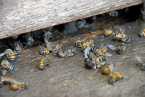 Um dos assuntos que mais chamou atenção diz respeito à ameaça aos polinizadores pelos agrotóxicos