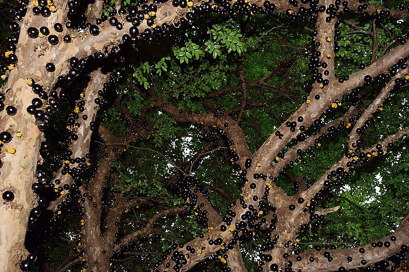 Jabuticaba é uma frutinha que dá no tronco da jabuticabeira