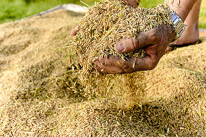 parceria é resultado do Programa de Formação e Pesquisa de Produção de Arroz em Sistemas de Base Ecológica