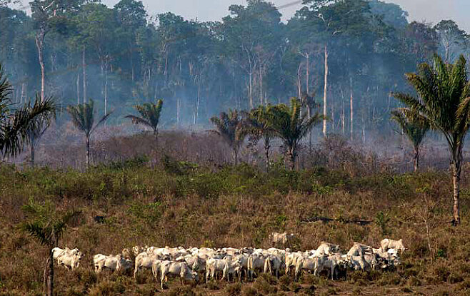 Desmatamento e queimadas abrem espaço para o agronegócio na Amazônia