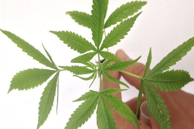 Há centenas de contribuições favoráveis para que o Brasil possa produzir, comercializar e registrar a cannabis
