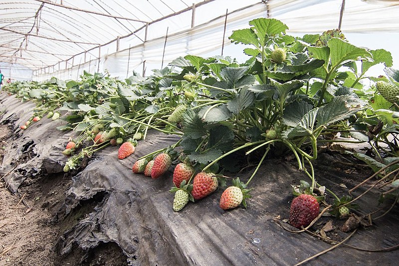 Assentados da reforma agrária no Paraná mostram como produzir morangos sem agrotóxico