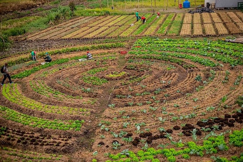 Fome atinge pelo menos 5,2 milhões de brasileiros segundo Dados da Organização das Nações Unidas para a Alimentação e a Agricultura (FAO)