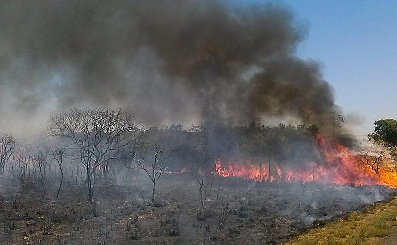 Além do aumento do número total de focos, a quantidade de territórios atingidos também aumentou de 231 para 274