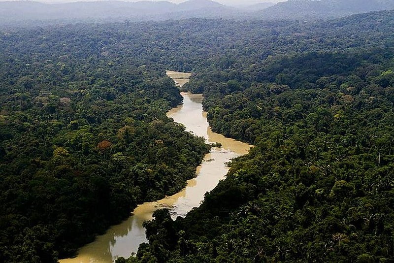 Dia da Amazônia é celebrado anualmente em 5 de setembro