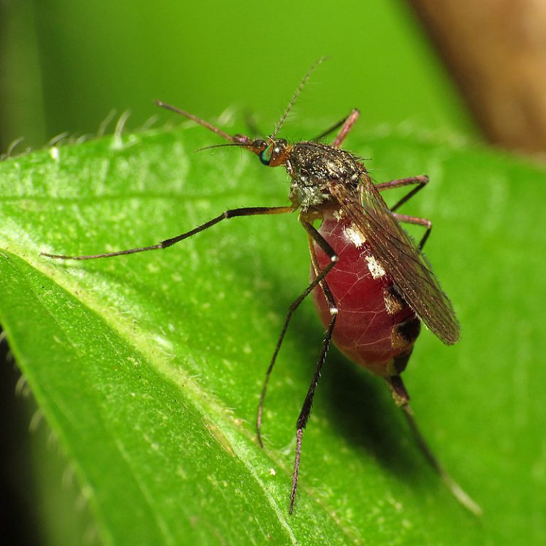 Teste de pesquisadores de São Paulo detecta com 93% de precisão o zika vírus