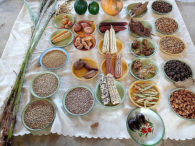 Sementes crioulas são sementes tradicionais que foram mantidas e selecionadas por várias décadas através dos agricultores tradicionais