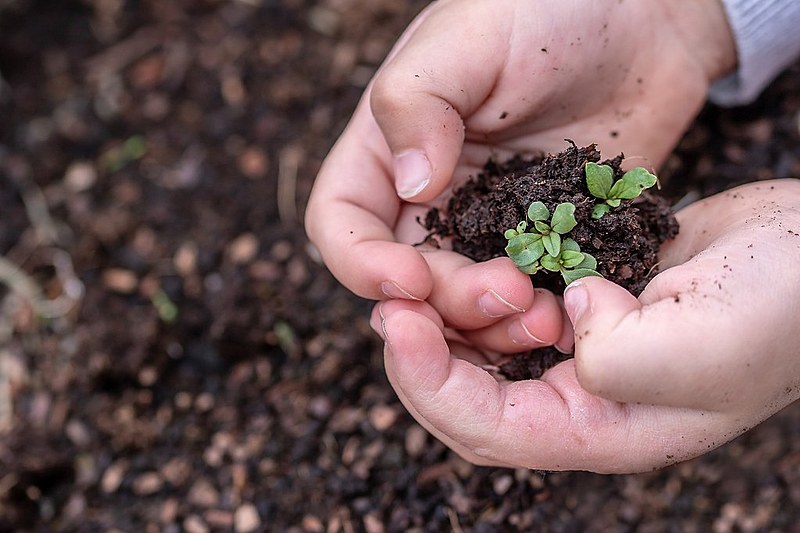 Em Macapá, litoral norte de Alagoas, pais aprenderam com os filhos a revitalizar áreas prejudicadas pelo agronegócio da região