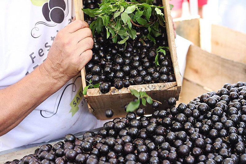 Há tempos, muitos moradores de Sabará cultivavam jabuticabeiras em seus quintais