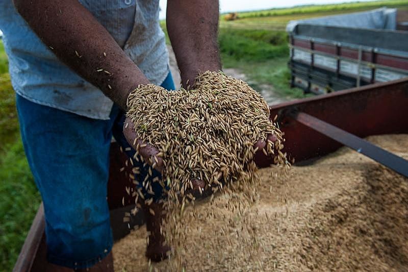 Atualmente, quatro grupos de produção com três ou quatro agricultores cada distribuem cerca de 170 sacolas com produtos orgânicos para consumidores fidelizados.