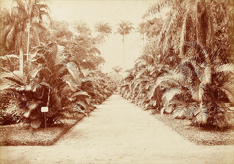 O Jardim Botânico do Rio de Janeiro foi o primeiro do Brasil, aberto em 1808, com a chegada de d. João VI; registro é da década de 1890